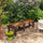 Wooden Garden Bench, Semicircular Round Outdoor Tree Bench, Wrap Around Park Bench for Yard, Patio, Deck, Lawn, Brown