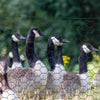39 in x 82 ft Chicken Wire Fence, Welded Wire Metal Roll Vegetables Garden Rabbit Fencing, Hexagonal Poultry Fence Wire, for Ducks, Gooses