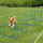 4 Piece Dog Agility Training Equipment with Adjustable Height Jump Bars, Included Carry Bag, & Displacing Top Bar, Blue
