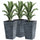 Set of 3 Tall Planters, Outdoor & Indoor Flower Pot Set for Front Door, Entryway, Patio and Deck, Grey