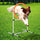 Dog Agility Training Jump Ring / Hurdle Bar Speed and Agility Equipment